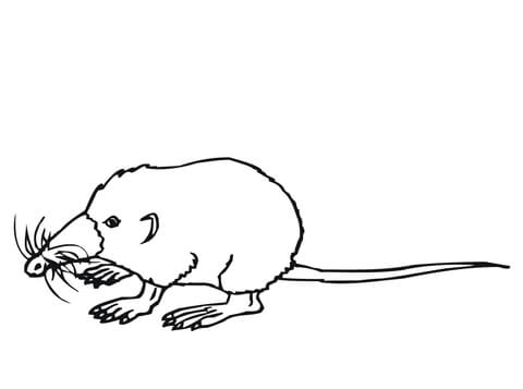 Cute Shrew Coloring Page